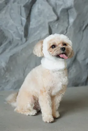 Шапка Pet Fashion Teddy для собак розмір XS — Фото 2