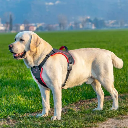 Ferplast GENIUS LARGE RED HARNESS нейлонова шлея для тварин червона — Фото 2