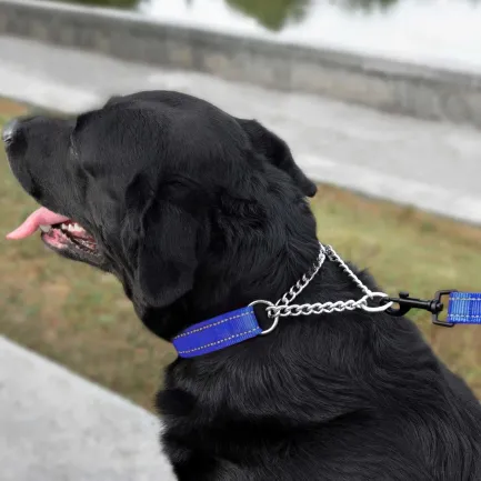 Нашийник для Собак Мартингейл BronzeDog Active нейлоновий зі світловідбиттям Синій L — Фото 5
