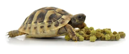 HABISTAT TORTOISE FOOD FRUIT &amp; FLOWER 200 GRAM (R8100025) корм для сухопутних черепах (різні смаки) — Фото 1