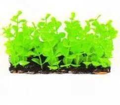 Aquatic Plants (Акватик Плэнтс) Акваріумна рослина, (6х3х6 см) х 6 шт/уп.