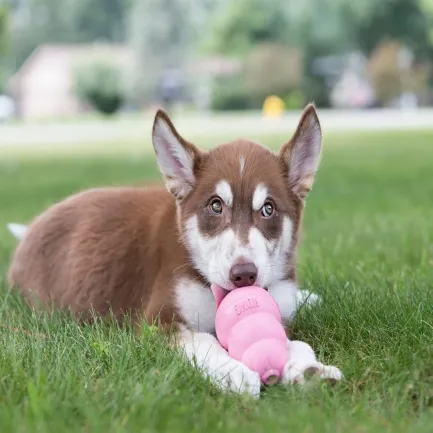 Іграшка KONG Puppy груша-годівниця для цуценят середніх і великих порід, L — Фото 3