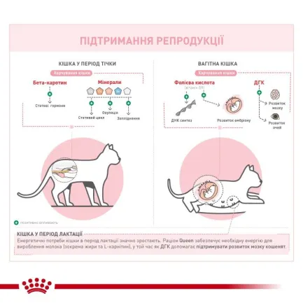 Royal Canin Queen Корм для кішок в період тічки, вагітності і лактації 4 кг — Фото 1