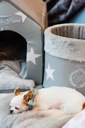 Chloe's Home Нашийник-метелик для собак Bahamas рожевий S — Фото 1