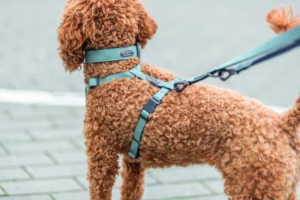 Шлея Trixie CityStyle H-harness для собак бавовна L–XL 75–120 см 25 мм світло-зелена — Фото 1