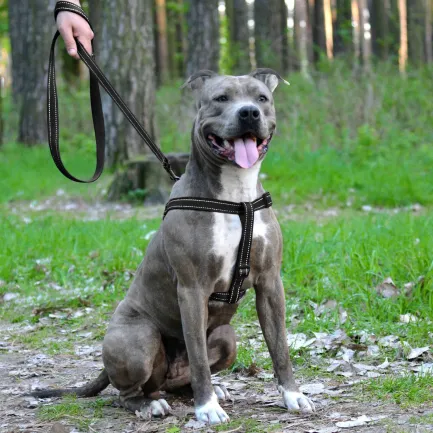 Шлея для Собак BronzeDog Active Нейлонова зі Світловідбиттям Чорна M — Фото 4