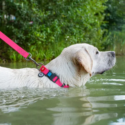 Нашийник для собак водостійкий WAUDOG Waterproof c QR паспортом, пластикова пряжка-фастекс, Ш 25 мм, Дов 38-58 см, рожевий — Фото 1