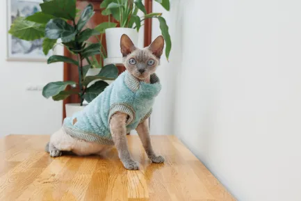 Светр для кота Tim М — Фото 5