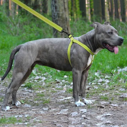 Шлея для Собак BronzeDog Active Нейлонова зі Світловідбиттям Cалатова S — Фото 4