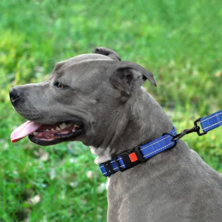 Повідець для Собак Bronzedog Active Нейлоновий зі Світловідбиттям Синій S — Фото 5