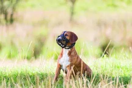 Намордник Trixie Muzzle Flex для собак, силіконовий, L (чорний) — Фото 3