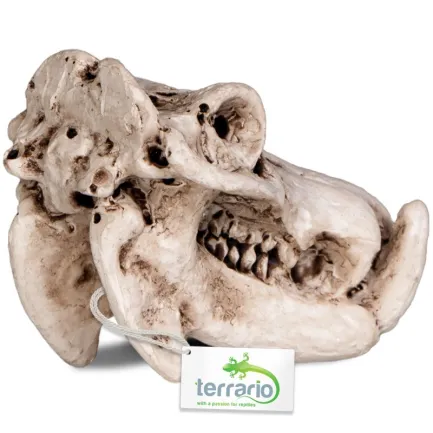 Декорація череп бегемота Terrario Hippo Skull 5x3x3см (533) — Фото 2