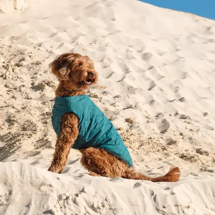 Жилет Pet Fashion «E.Vest» для собак, розмір L, морська хвиля — Фото 4