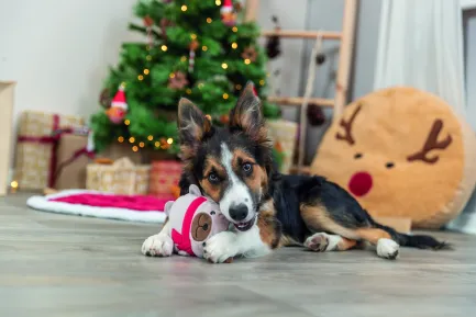Іграшка для собак Trixie Різдвяний пес плюш 16 см — Фото 4