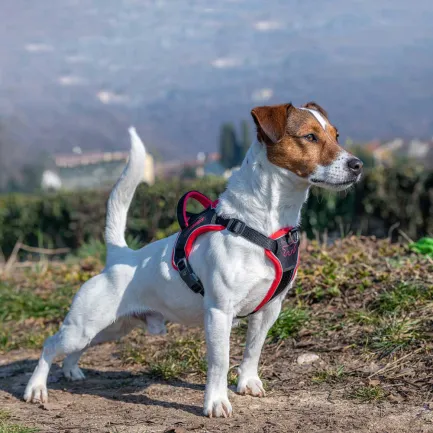Ferplast GENIUS SMALL RED HARNESS нейлонова шлея для тварин червона — Фото 2