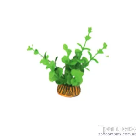 Aquatic Plants (Акватик Плэнтс) Акваріумна рослина, 8 см х 10 шт/уп.