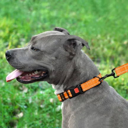 Нашийник для Собак BronzeDog Active Нейлоновий зі Світловідбиттям та Пластиковою Пряжкою Помаранчевий L — Фото 6