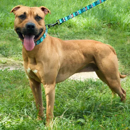Нашийник для Собак BronzeDog Urban Нейлоновий з Пластиковою Пряжкою Інки L — Фото 7