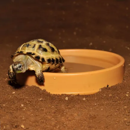 HABISTAT ROUND PLASTIC WATER BOWL 13 X 13 X 2.5CM (R3100045) поїлка для рептилій