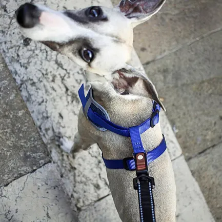 Ferplast NIKITA P M HARNESS BLUE Шлея, нейлон, блакитна — Фото 5