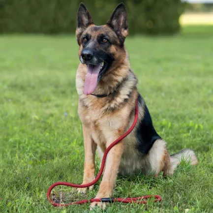Повідець для Собак Bronzedog Active з Альпіністського Шнура Чорно-Блакитний L/XL — Фото 4