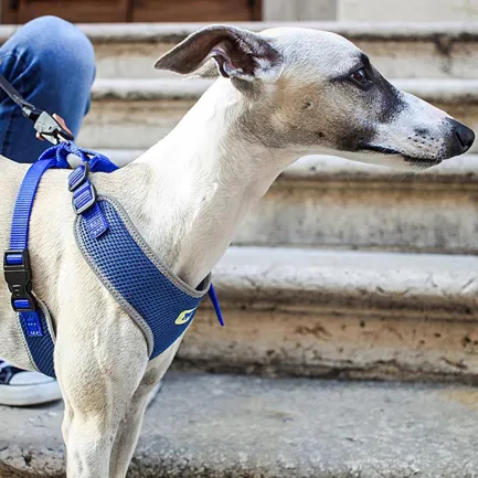 Ferplast NIKITA P M HARNESS BLUE Шлея, нейлон, блакитна — Фото 3