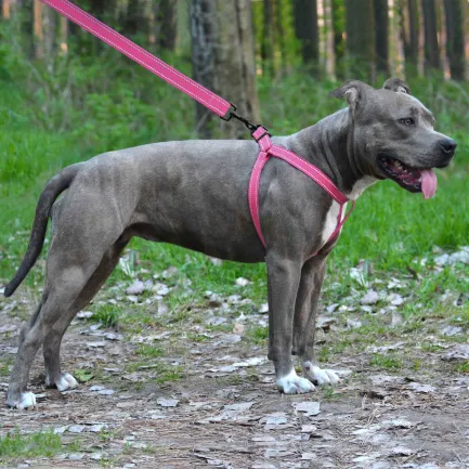 Шлея для Собак BronzeDog Active Нейлонова зі Світловідбиттям Рожева S — Фото 4