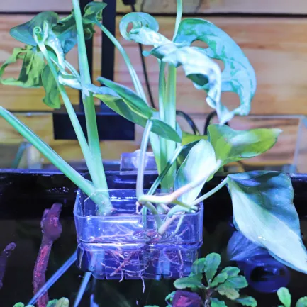 Контейнер для вирощування рослин в акваріумі Hobby Plant basket 8×9×8см (61330) — Фото 3
