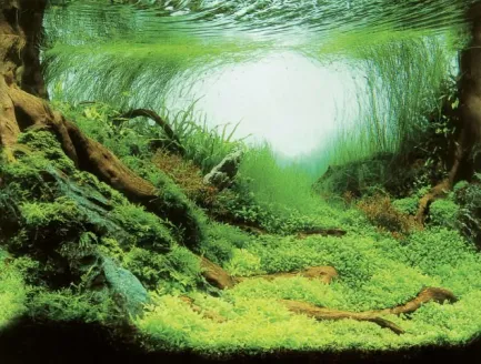 Акваріумний задній фон Aqua Nova Рослини/Океан 150x60см (PLANTS/OCEAN XL) — Фото 2