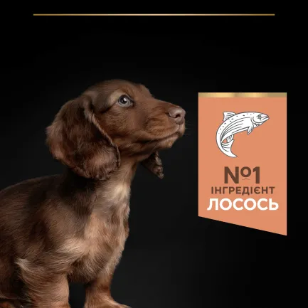 Сухий корм PRO PLAN Small&amp;Mini Puppy <1 Sensitive Skin для цуценят дрібних порід з чутливою шкірою з лососем 3 кг — Фото 6