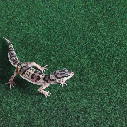 Килимок-субстрат Repti-Zoo Carpet Mat 60x45см (EC02) — Фото 6