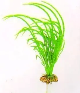 Акваріумна рослина Aquatic Plants, 29 см х 8 шт / уп (2959)