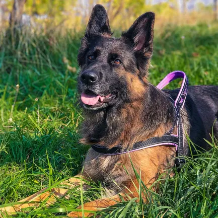 Ferplast SPORT DOG P L FUCSIA Шлея, нейлон — Фото 2