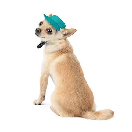 Панама Pet Fashion Rob для собак бавовна фіксатор бірюзова M — Фото 1