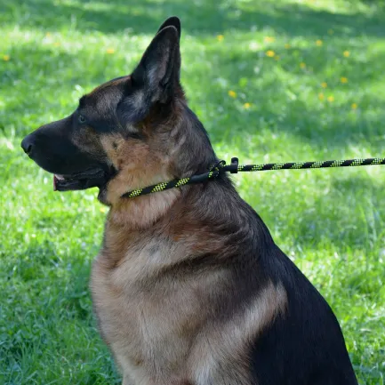 Повідець-Зашморг для Собак Bronzedog Active з Альпіністського Шнура Світловідбиваючий Чорно-Салатовий S/M — Фото 8