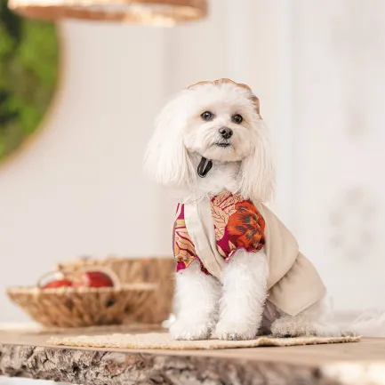 Сорочка Pet Fashion Соломія для собак дівчинка бежева XS2 — Фото 3