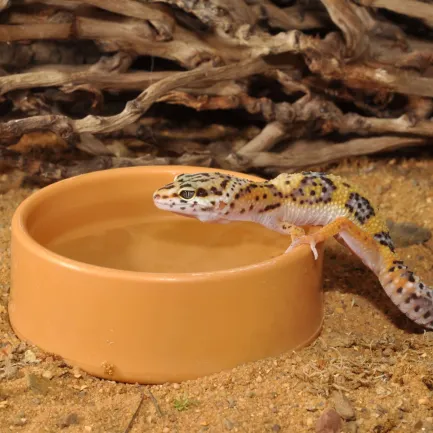 HABISTAT ROUND PLASTIC WATER BOWL LARGE 13 X 13 X 4.5CM (R3100040) поїлка для рептилій