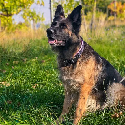 Ferplast SPORT DOG C25/55 PINK Нашийник, нейлон — Фото 2