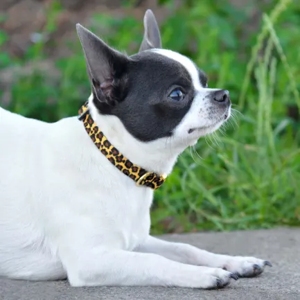 Нашийник для Собак Дрібних Порід BronzeDog Urban Леопард Нейлоновий з Металевою Пряжкою Класичний XS — Фото 5