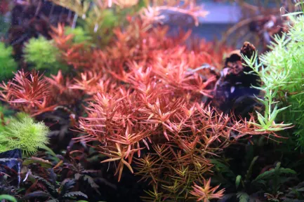 Залізо в таблетках Aquario Neo Tabs Plant Fe — Фото 3
