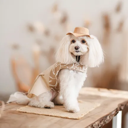 Панама Pet Fashion Ava для собак ХL — Фото 4