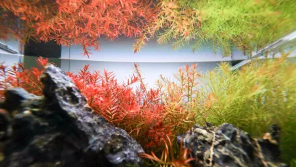 Залізо в таблетках Aquario Neo Tabs Plant Fe — Фото 4