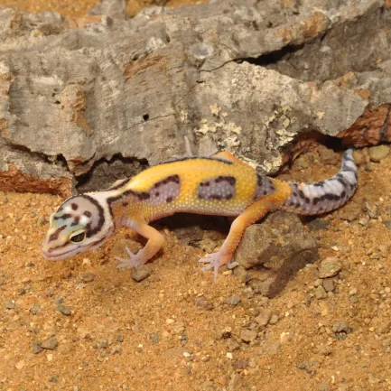 HABISTAT LEOPARD GECKO BEDDING 5 KG (R4100125) субстрат для геконів — Фото 3