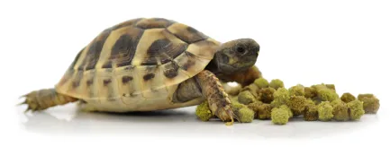 HABISTAT TORTOISE FOOD FRUIT &amp; FLOWER 400 GRAM (R8100030)корм для сухопутних черепах (різні смаки) — Фото 1