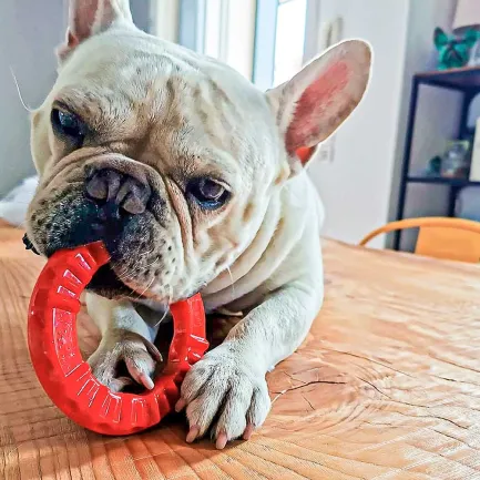 Ferplast SMILE S RED DOG RING — Фото 1