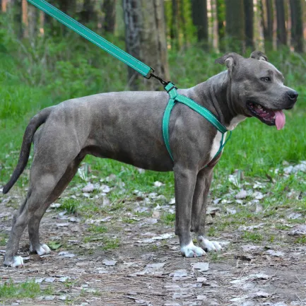 Шлея для Собак BronzeDog Active Нейлонова зі Світловідбиттям Ментолова M — Фото 4