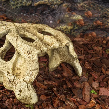 Крокодилячий череп Repti-Zoo Crocodile Skull M 18x10x5.5см (ERS34M) — Фото 5