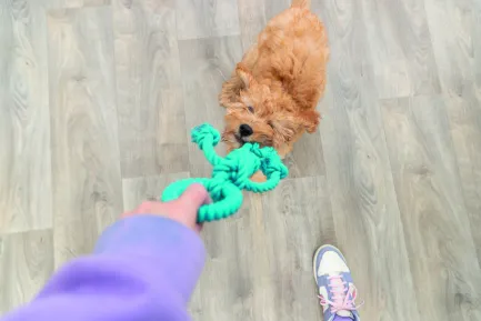 Іграшка Trixie Фігура з мотузок для собак поліестер котон 26 см — Фото 3