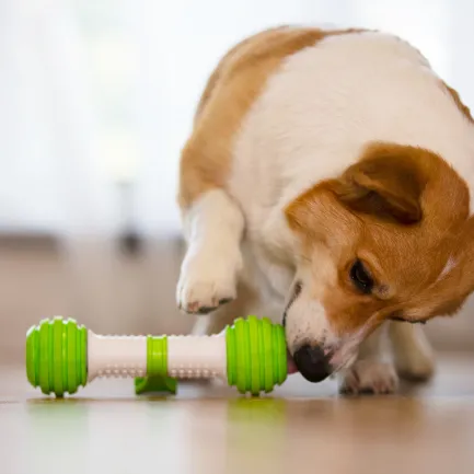 Інтерактивна Автоматична Іграшка Petgeek Playbone для Собак L — Фото 3