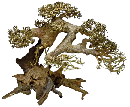 Дерево бонсай BONSAI DRIFTWOOD L (A4080110)